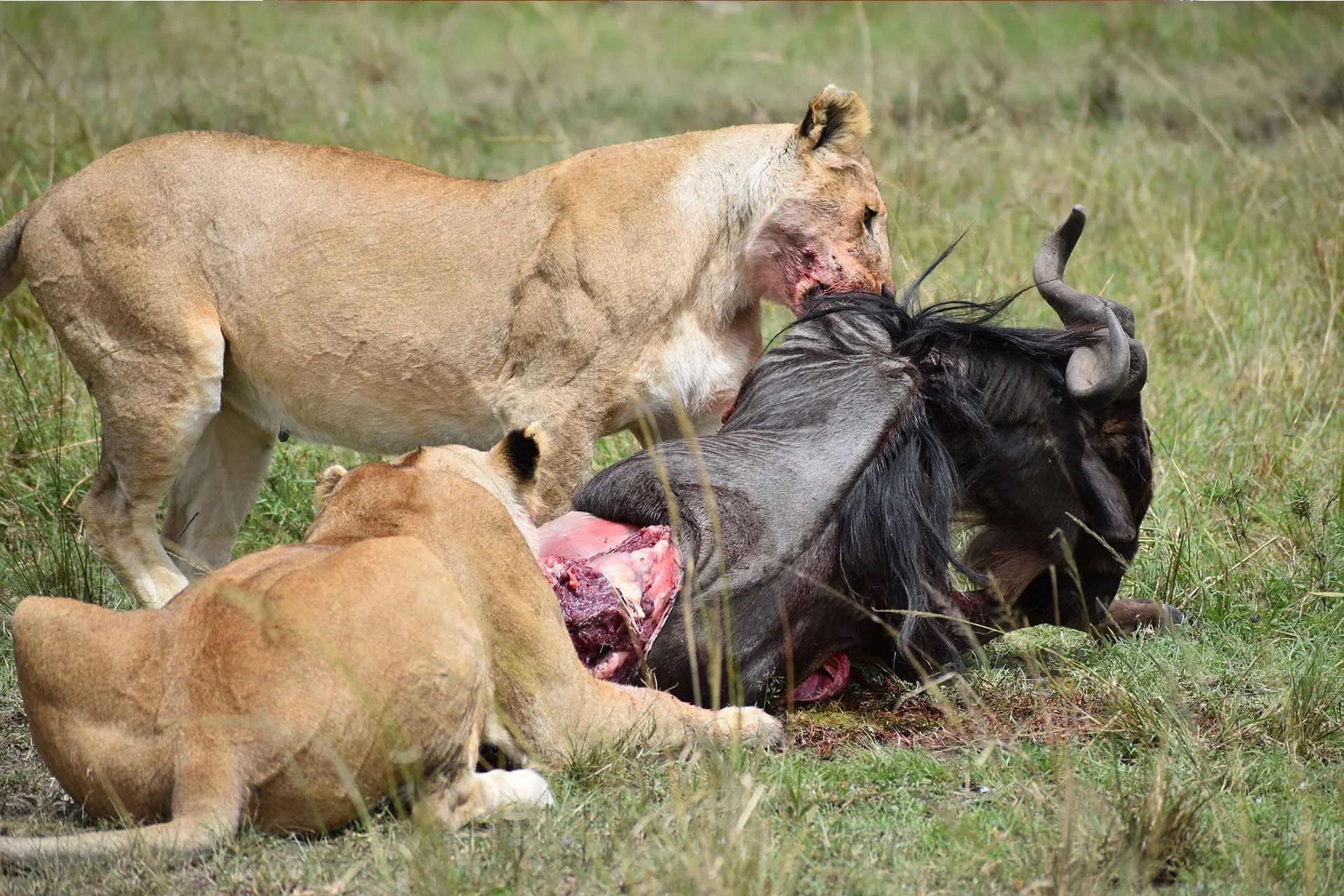 Kenya safari tours in August - lions feeding in Masai Mara National Reserve