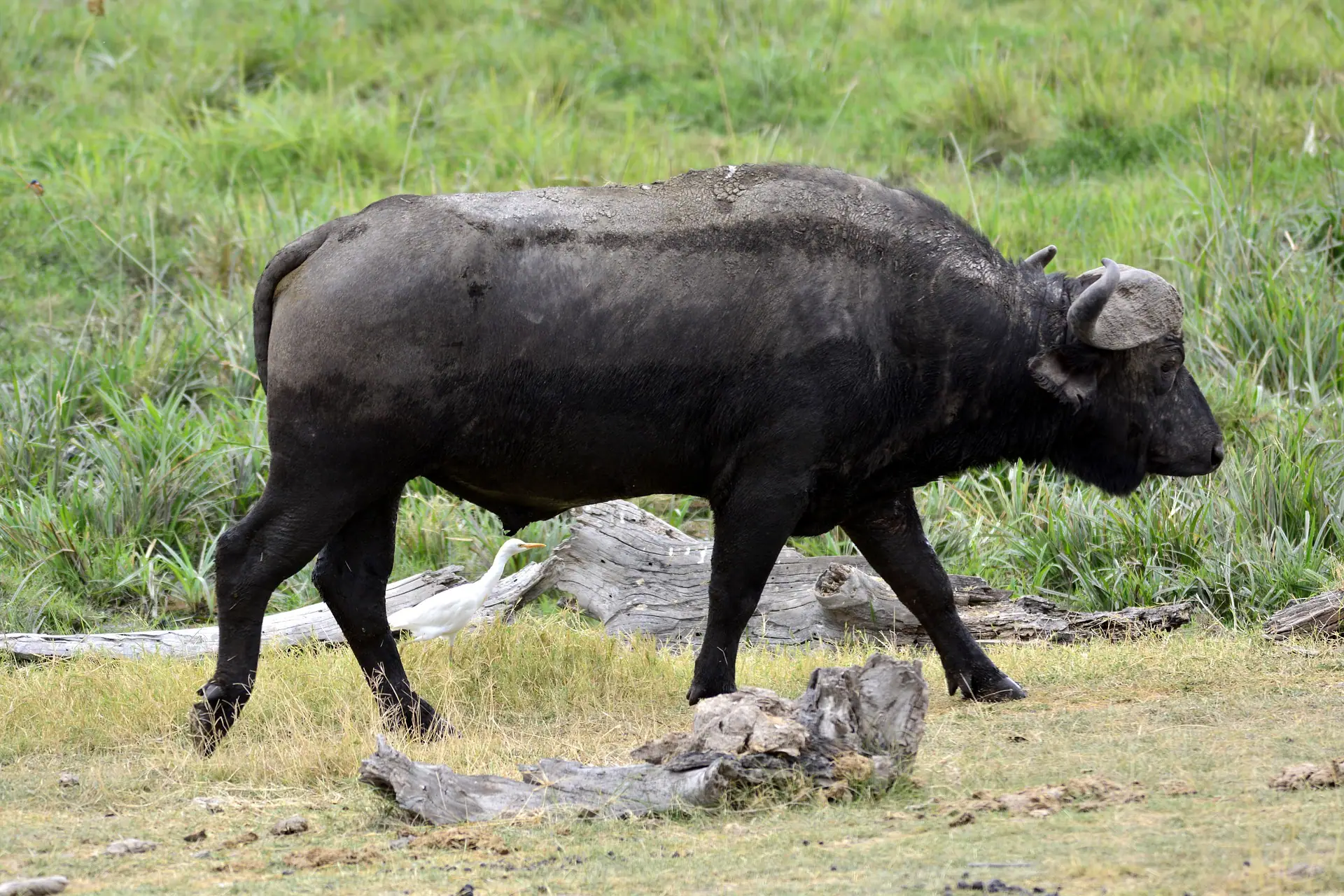 Safari animals- the cape buffalo