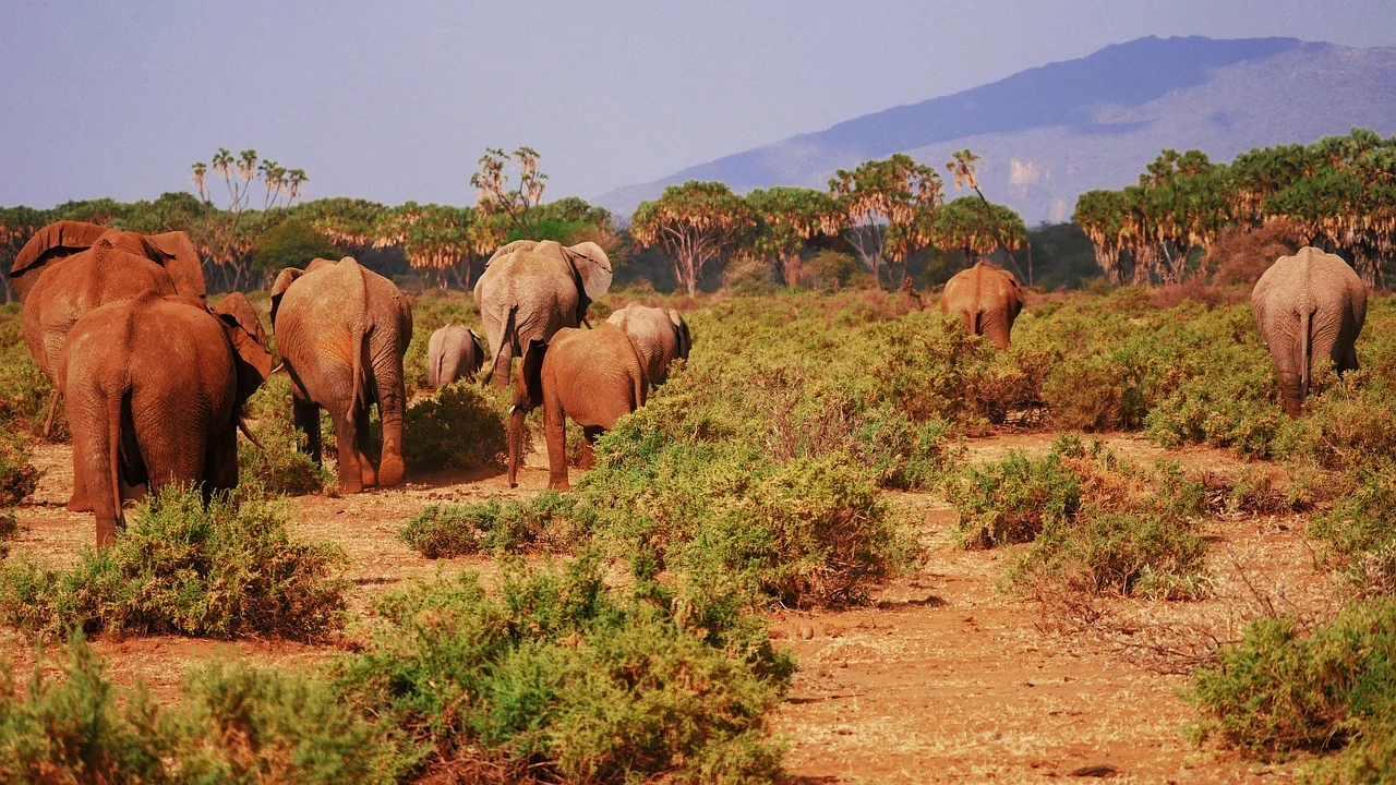 Herds of elephants in Shaba National Reserve