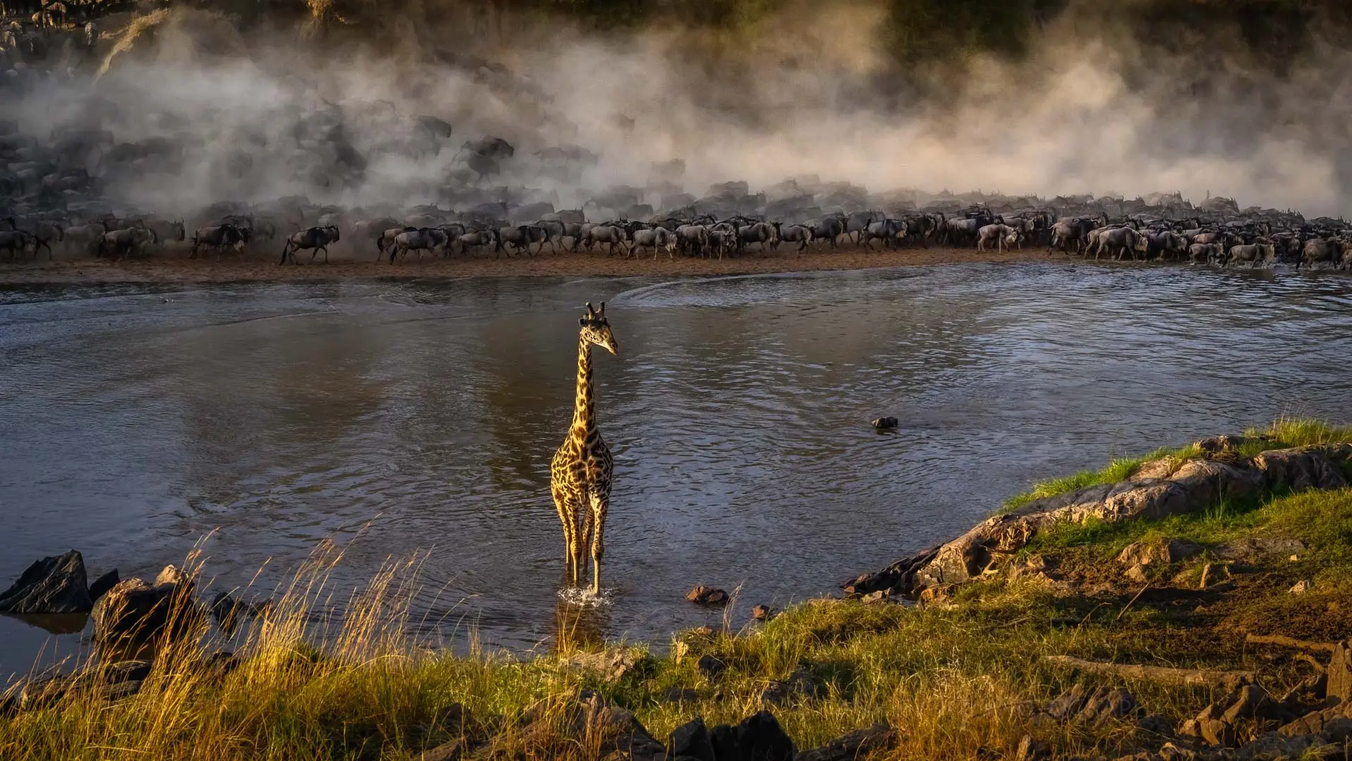 Serengeti Migration safari - Mara river crossing