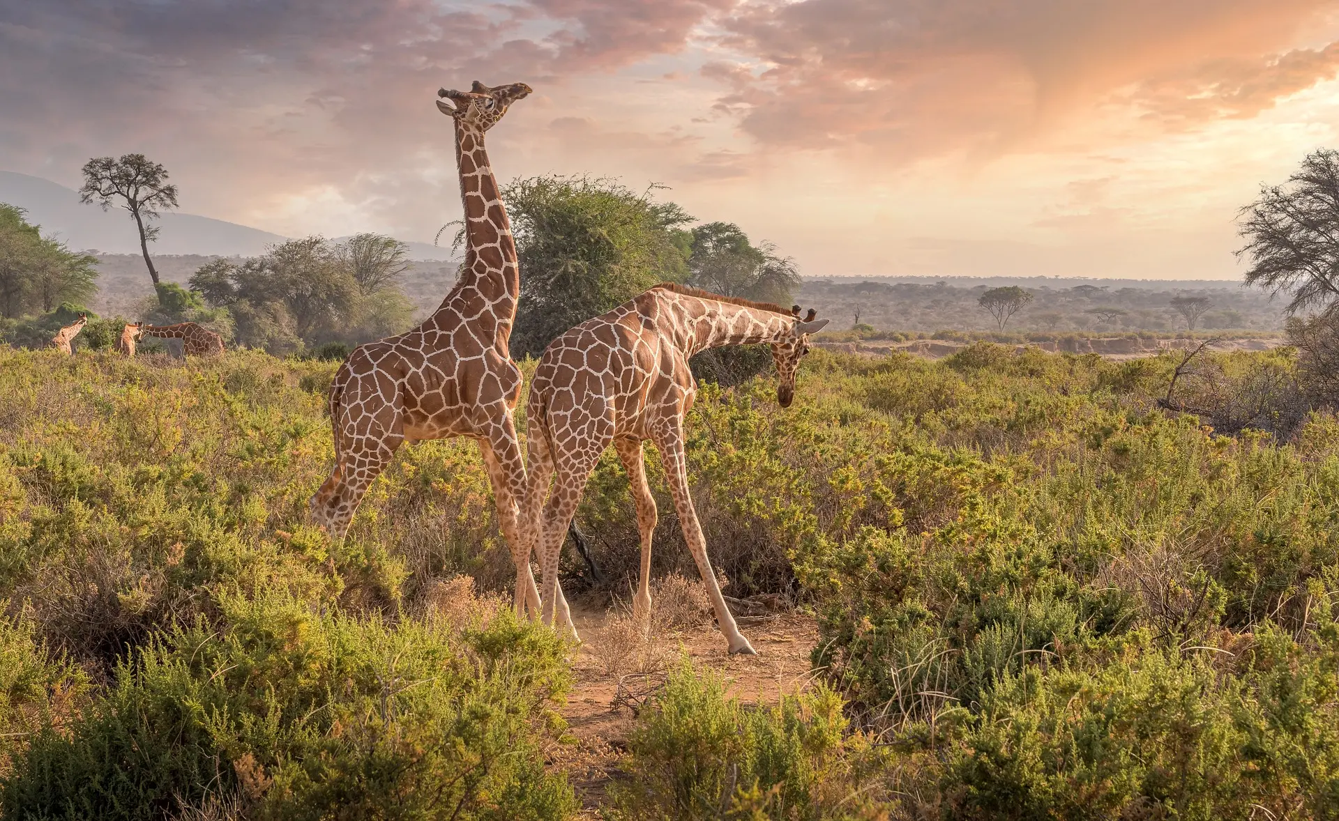 Kenya safari packages in the Tsavo East National Park and tsavo west national park