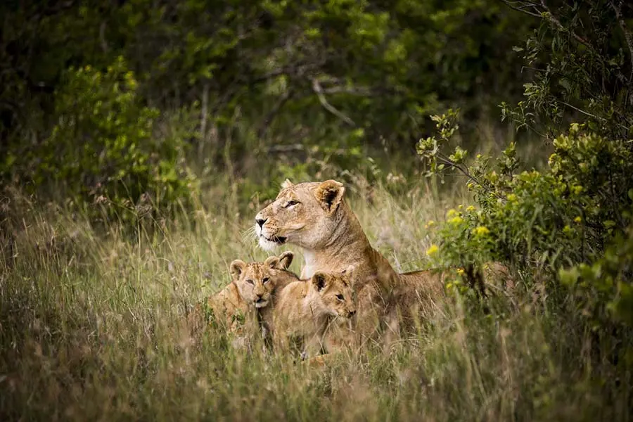 Spotting Lions on Affordable Kenya Safari Packages - A lioness and her cubs