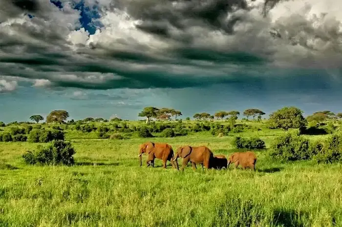 Tanzania luxury safari tours to Northern Tanzania