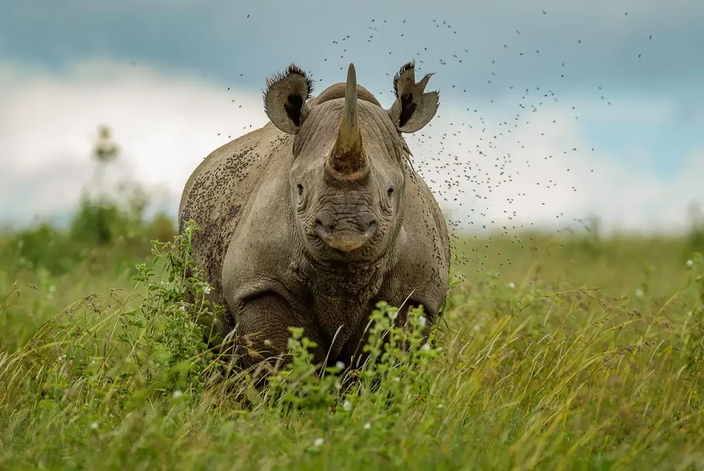 Solio Game Reserve - White Rhino