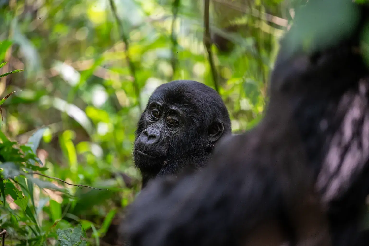 Encountering gorilla families while gorilla trekking in Uganda - a young gorilla