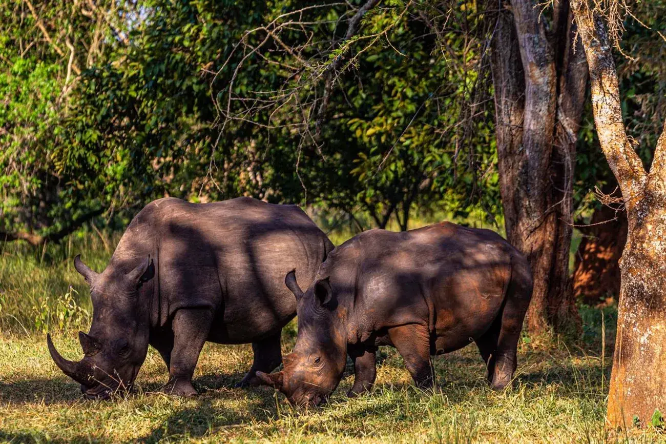 Top attractions near Murchison Falls National Park Uganda - Two Rhinos at Ziwa Rhino Sanctuary
