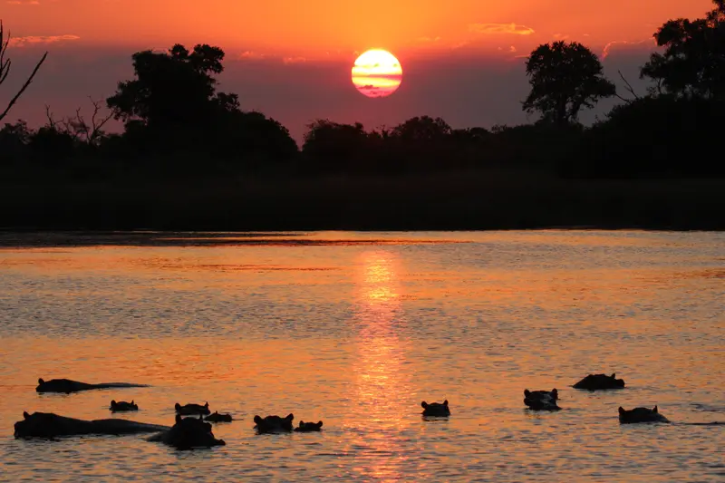 Best Safari destinations for Holidays in Uganda - Hippos in the Nile