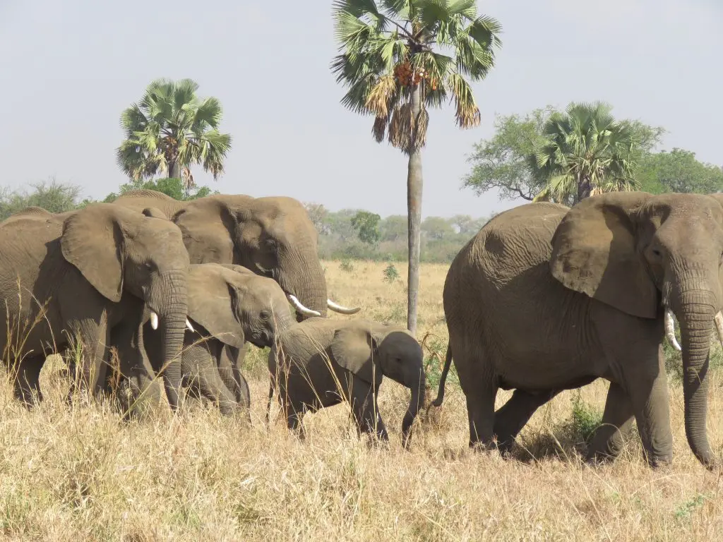 Off-the-beaten-path safaris on Uganda luxury tours - A family of elephants
