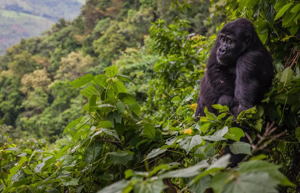Trekking with gorillas in Rwanda and Uganda - A Mountain Gorilla seated in the forest