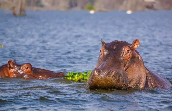 When to visit Lake Naivasha Kenya - Hippos in Lake Naivasha
