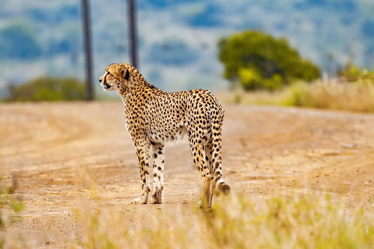 South Africa escorted tour