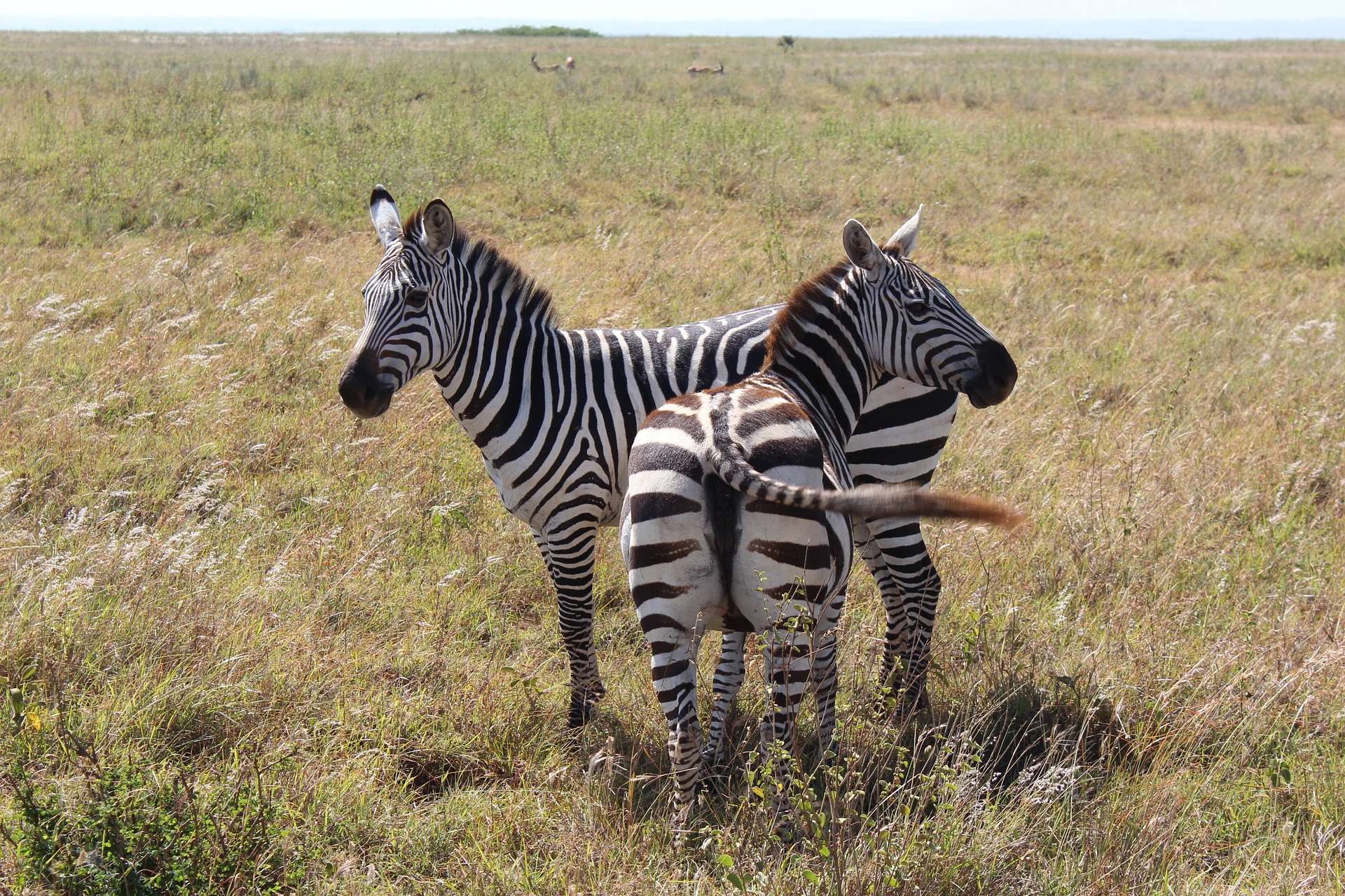 Nairobi Safari Tours - Zebras in Nairobi National Park