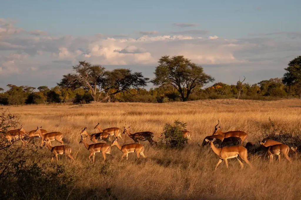 Zimbabwe Safari - Antelopes in Hangwe National Park