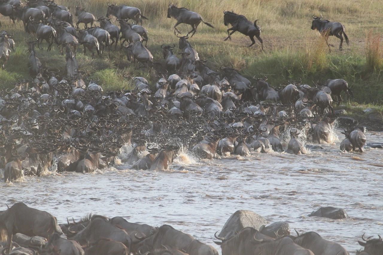 The Great Migration in Masai Mara - trip to kenya packages