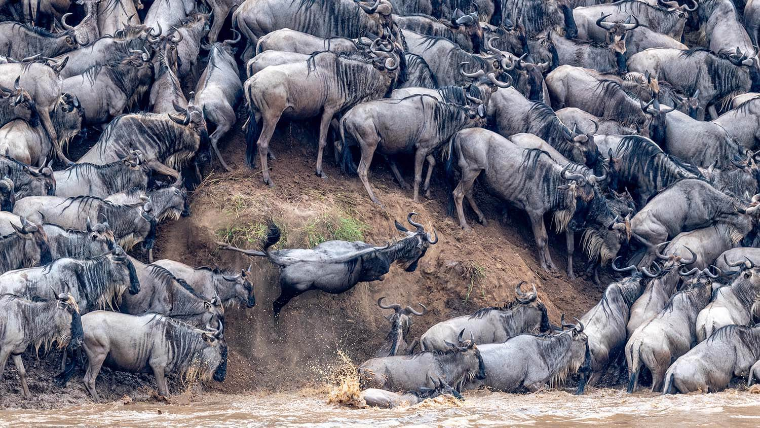 Planning your Masai Mara Migration Safari - A herd of wildebeest crossing a river