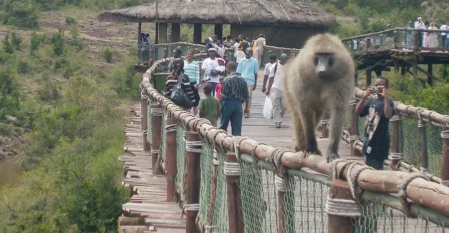 Safari walk charges for wildlife viewing - a monkey mingling with people on the Nairobi safari walk raised boardwalk