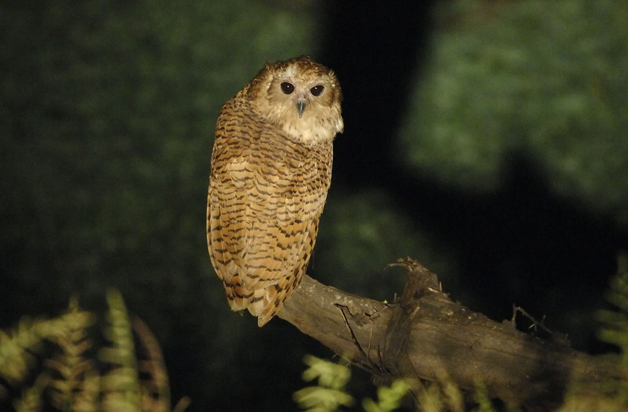 Top Meru National Park activities - spotting the Pel's Fishing Owl