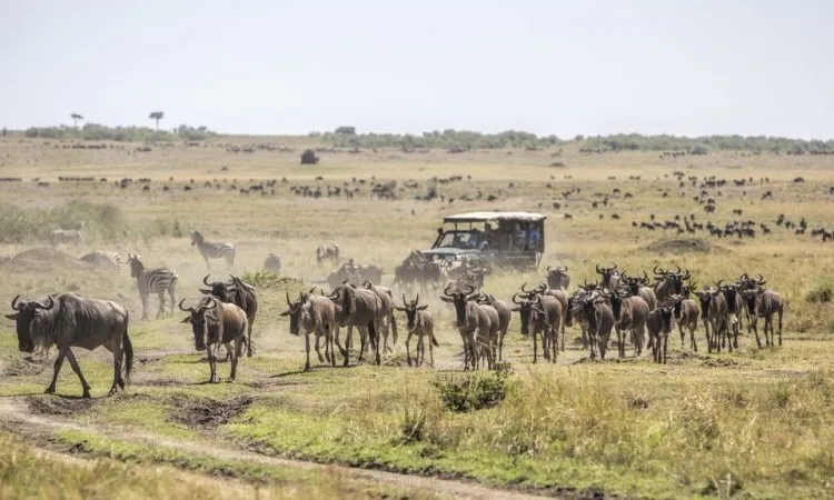 Best spots for viewing the Migration in Kenya - game drive to see wildebeests migrate