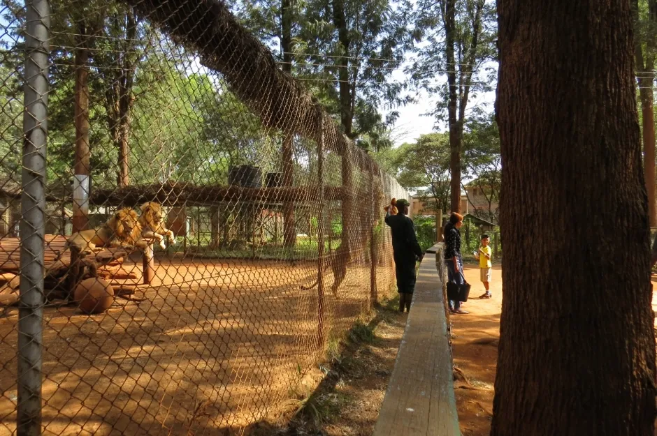Visiting Nairobi orphanage - watching lions in their enclosure