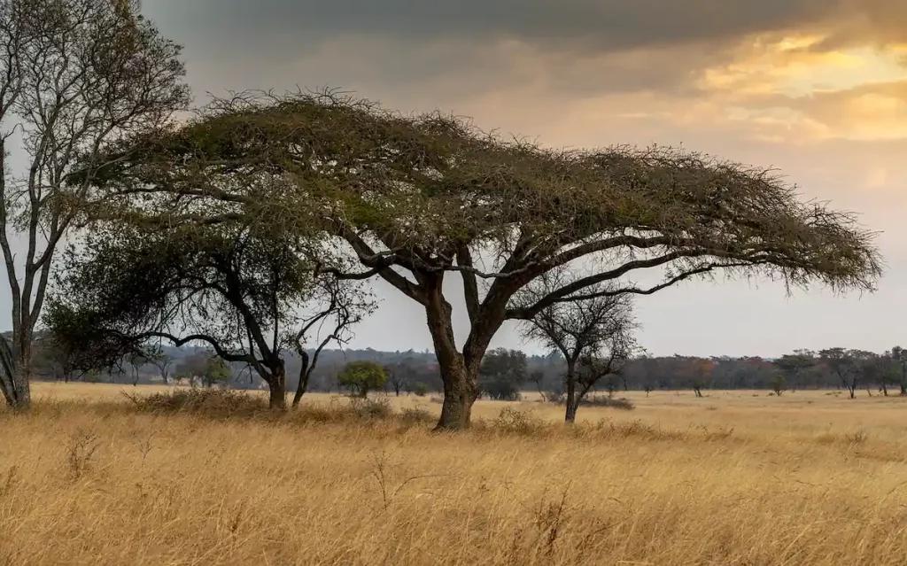 A view of the regional safari destinations in Southern Africa