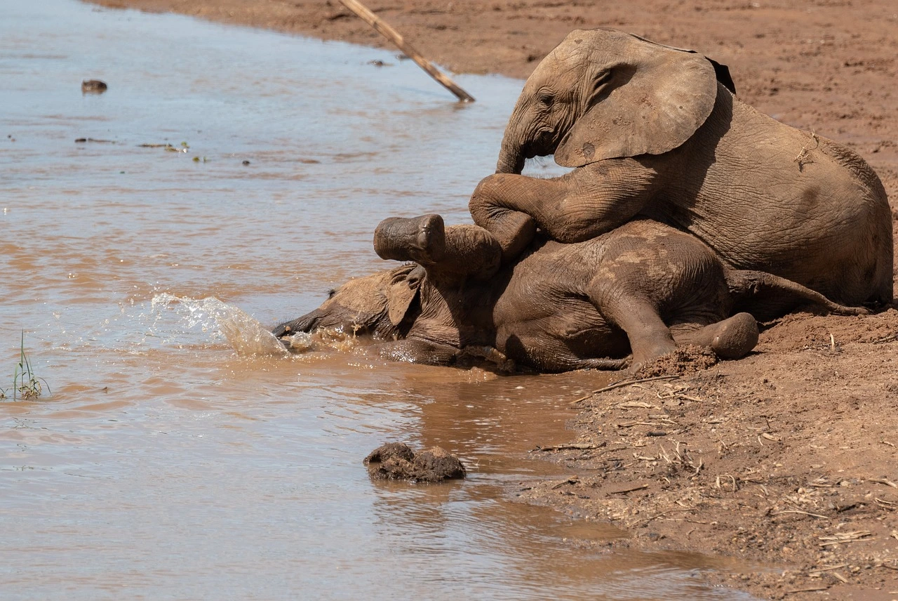 Safari Kenya - Elephants in Samburu Natioanl reserve at the river.