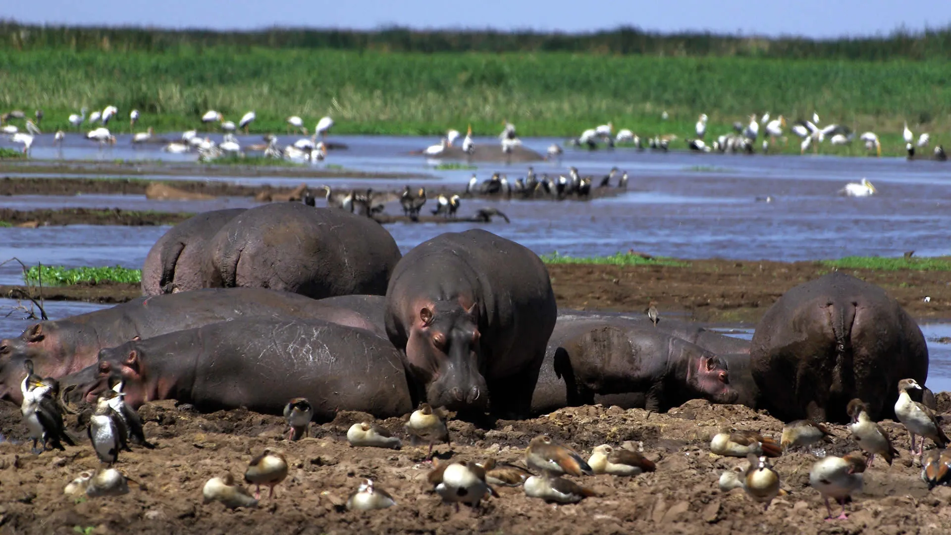 Manyara Lake