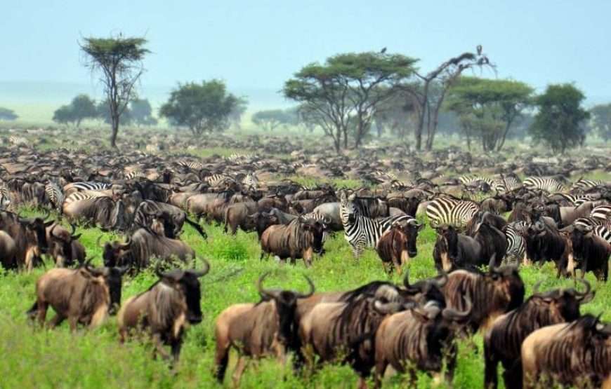 Great Migration