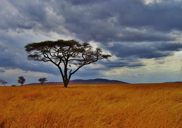 African safari Tanzania