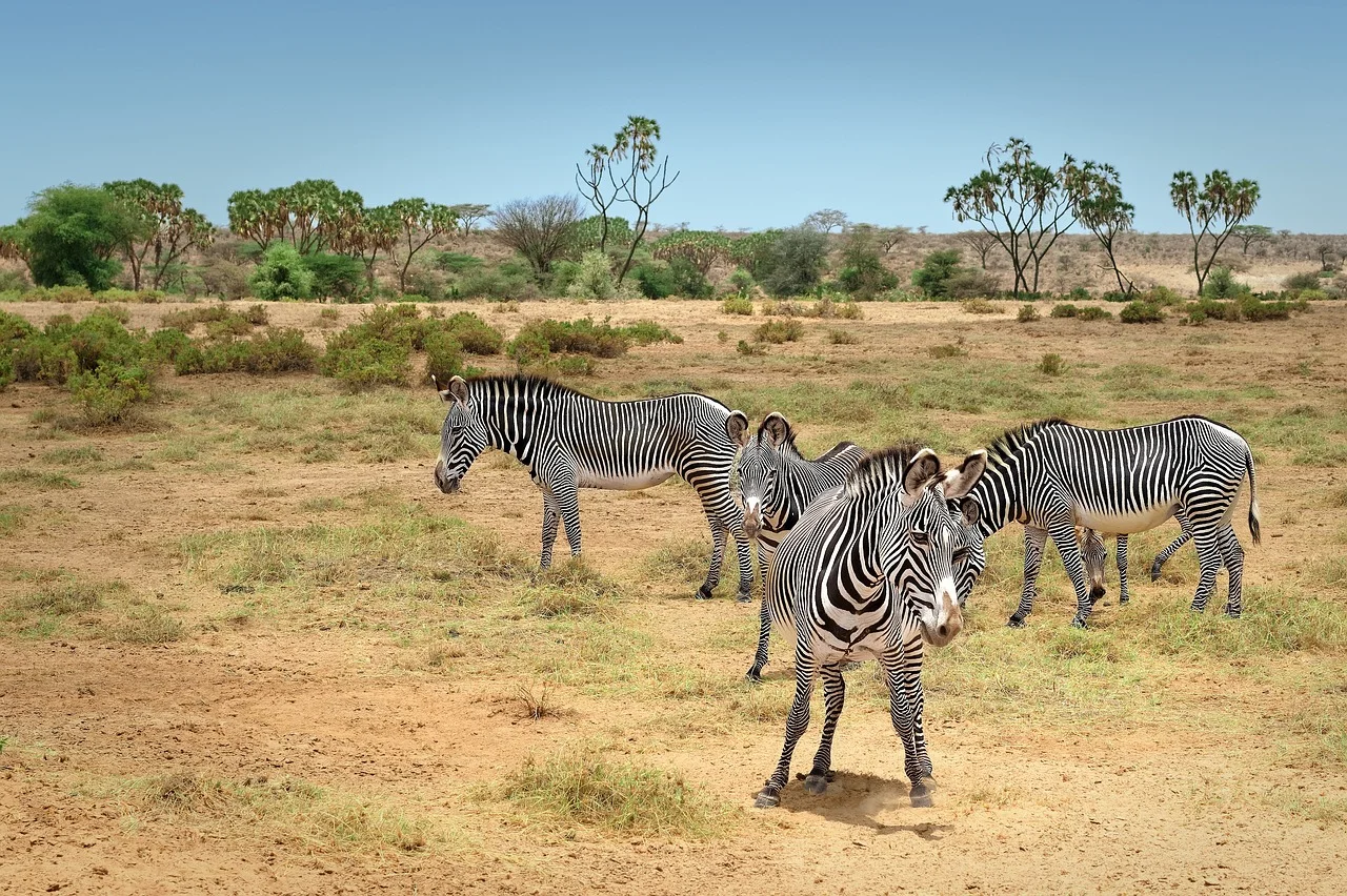 Zebras spotted during game drives in Buffalo Springs near Samburu