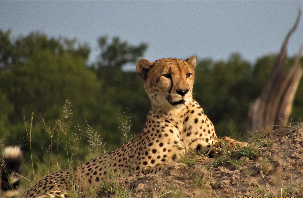 Cheetah in Serengeti National Park spotted during a safari holiday Tanzania