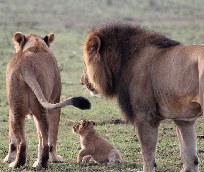 Best Places to visit in Kenya - A lion family