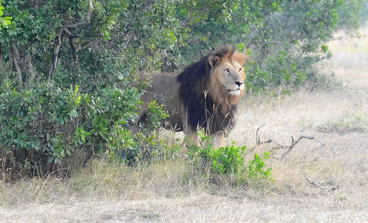 A breathtaking image of a lion resting in the savannah during one of our private safaris in Kenya