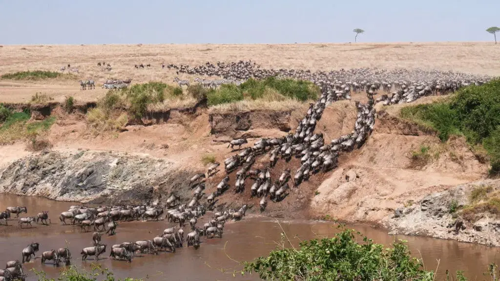 Witnessing the Great Migration on Nairobi safari tour - Wildebeest crossing the river