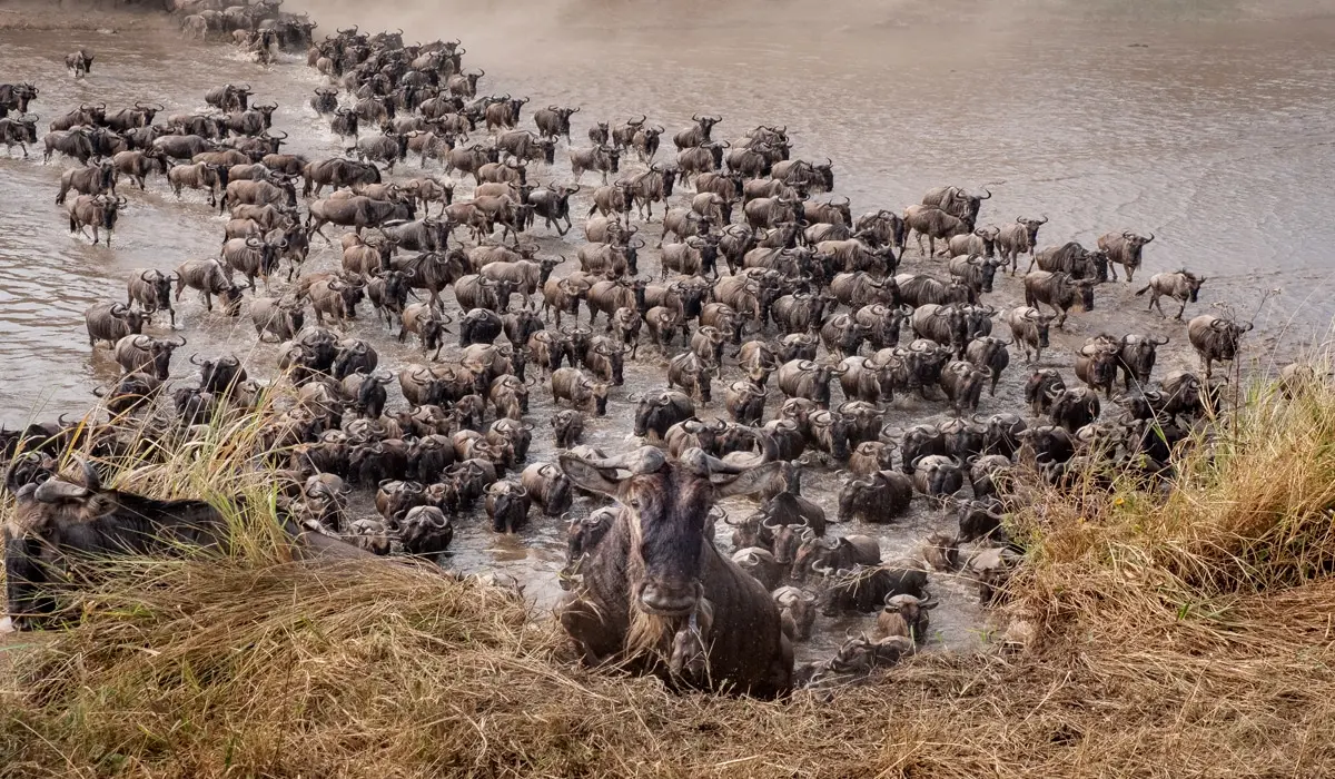 Witnessing the Migration on safaris in Tanzania and Kenya - Wildebeest crossing into Masai Mara