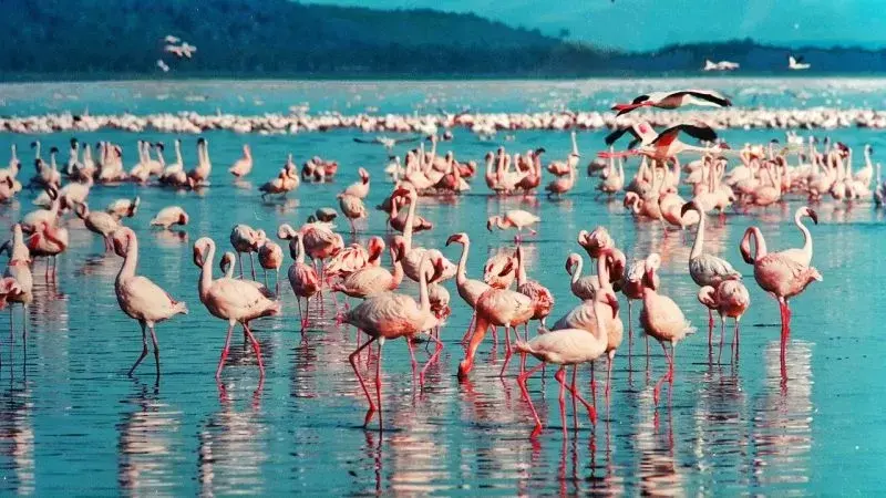 Touring Lake Nakuru National Park - flamingos in Lake Nakuru