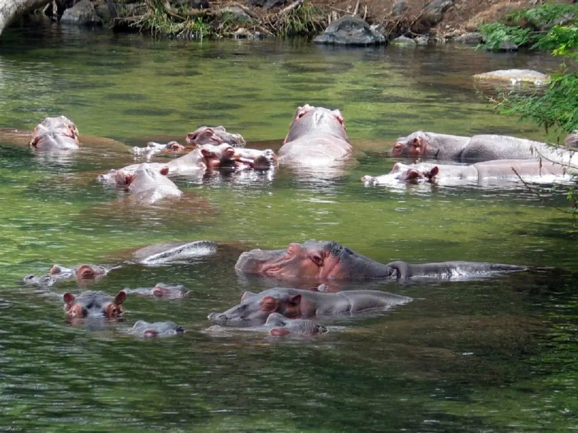 Planning a safari to the Tsavo - Hippos at the Mzima Springs