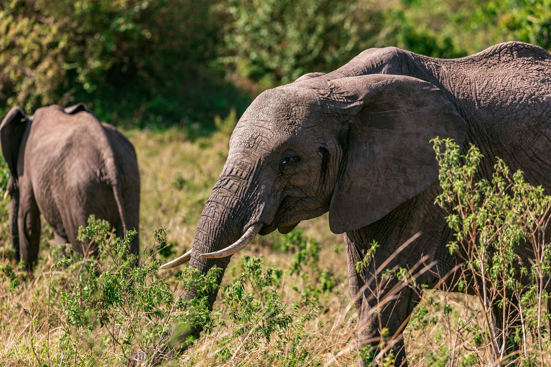 Visiting Nairobi - Elephants at David Sheldrick Elephant Orphanage