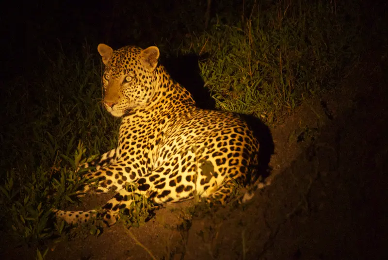 Wildlife Viewing and Gorilla Tours in Uganda - A Leopard at Night