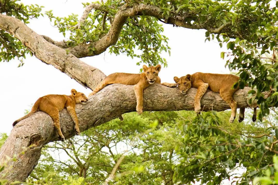 Visiting Top Uganda safari parks - Tree climbing lions at Queen Elizabeth National Park