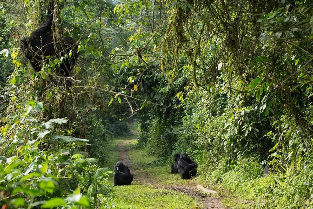 Combining Gorilla Trekking Rwanda with Gorilla Trekking in Uganda - Mountain gorillas in Bwindi Impenetrable Forest
