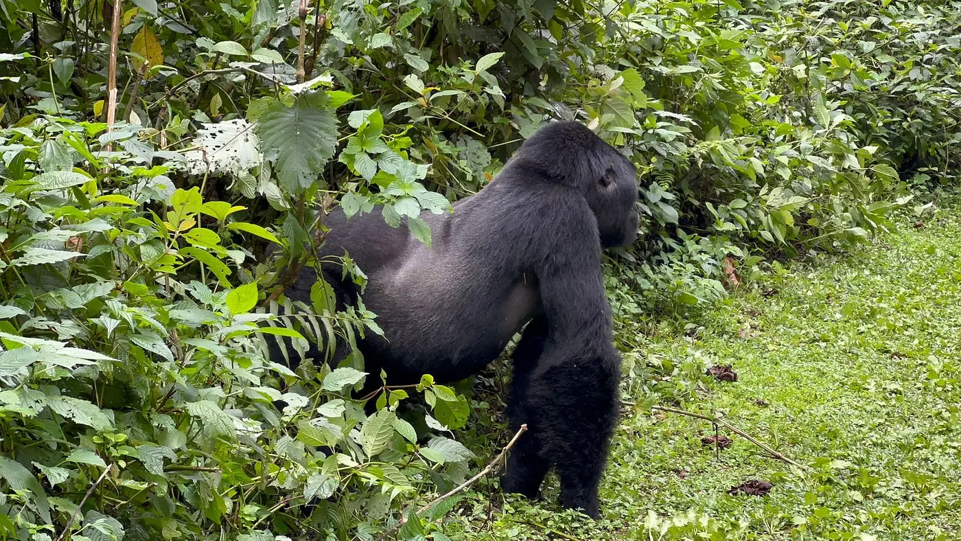 Best time for Gorilla trekking Uganda tours - a silverback gorilla in Bwindi Forest