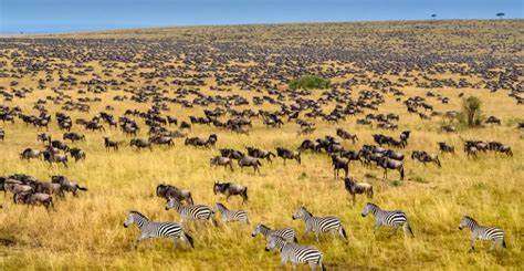 Safari Africa Tanzania- the Great Migration