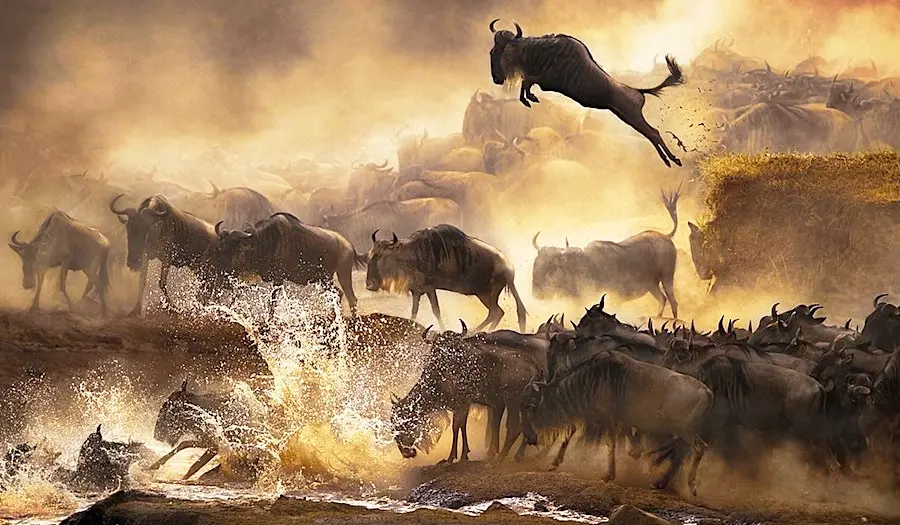 Best time to go Kenya for Wildebeest Migration - Wildebeest crossing the River