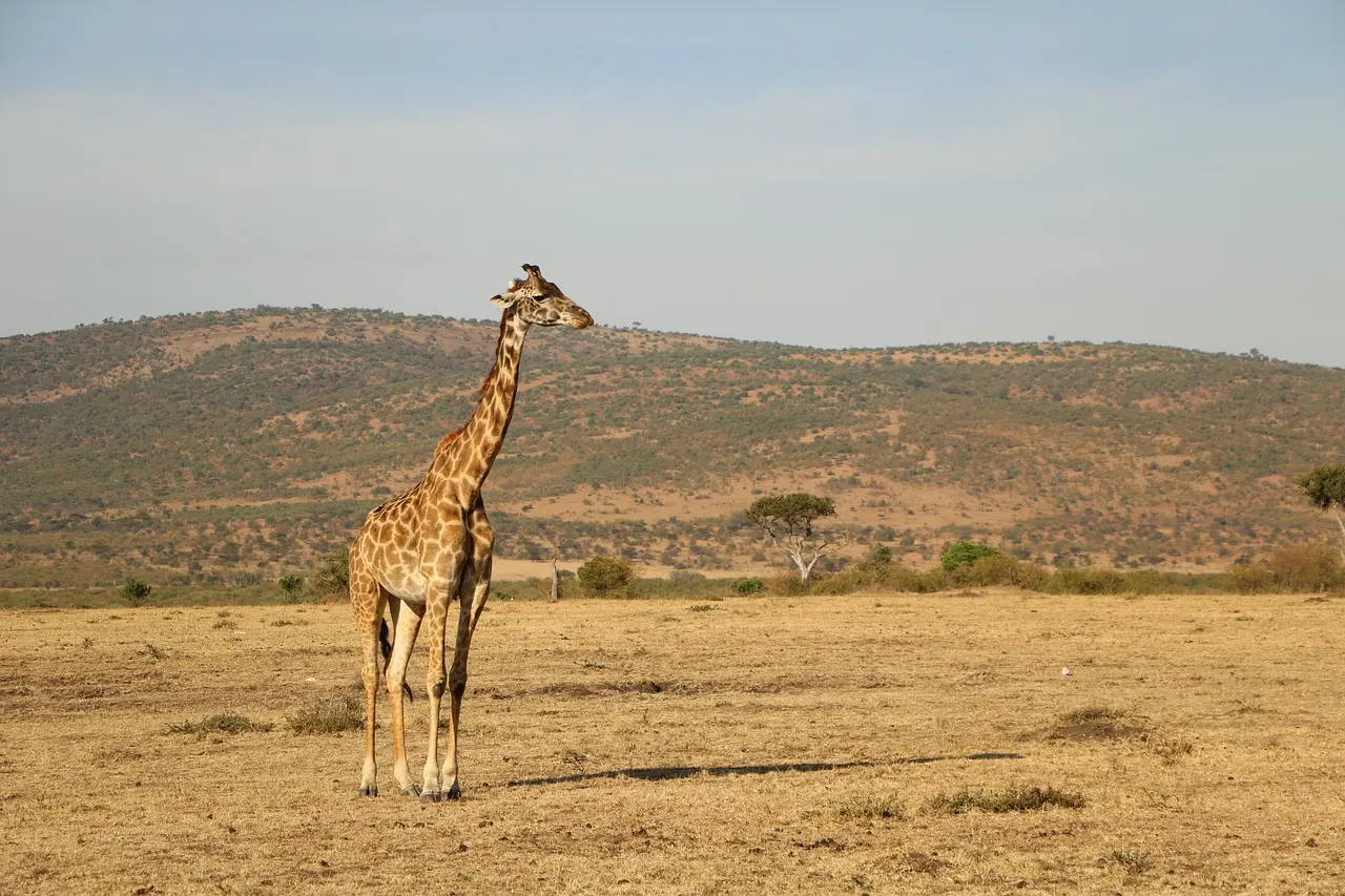 Giraffe spotted during game drive in Serengeti National Park.