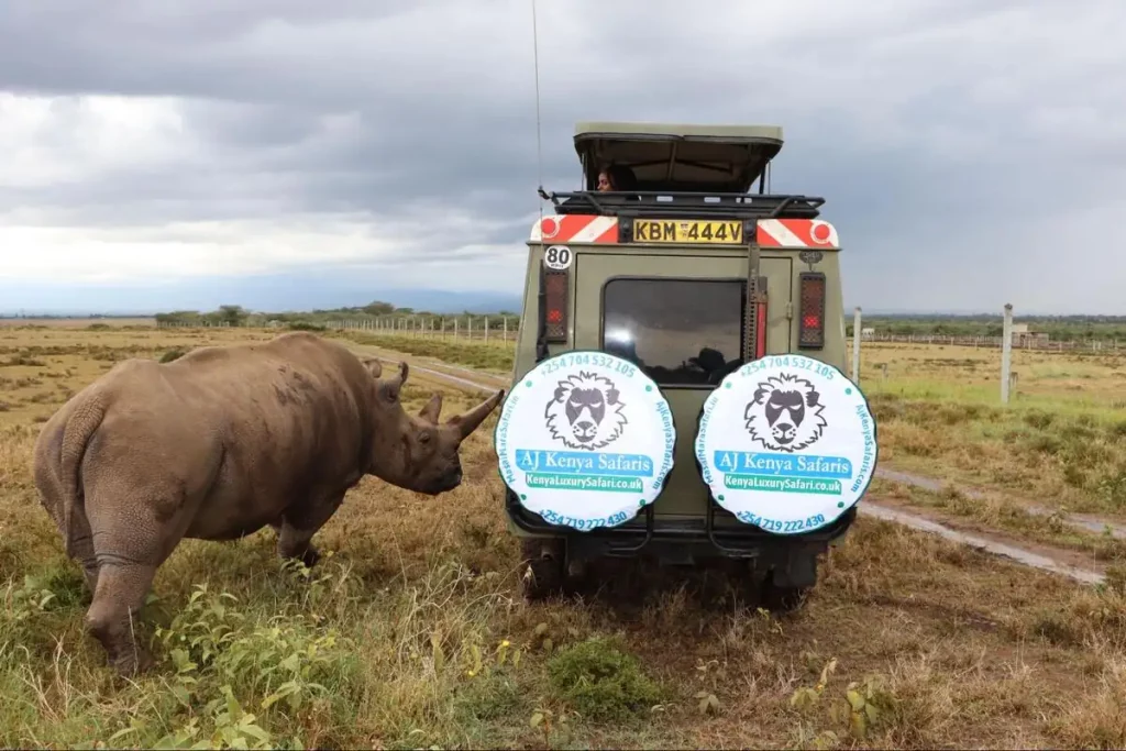 White rhinos at Ol Pejeta Conservancy