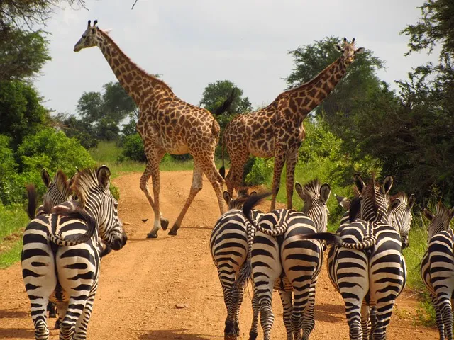 African safari Lake Manyara