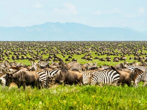 Tanzania africa safari tours