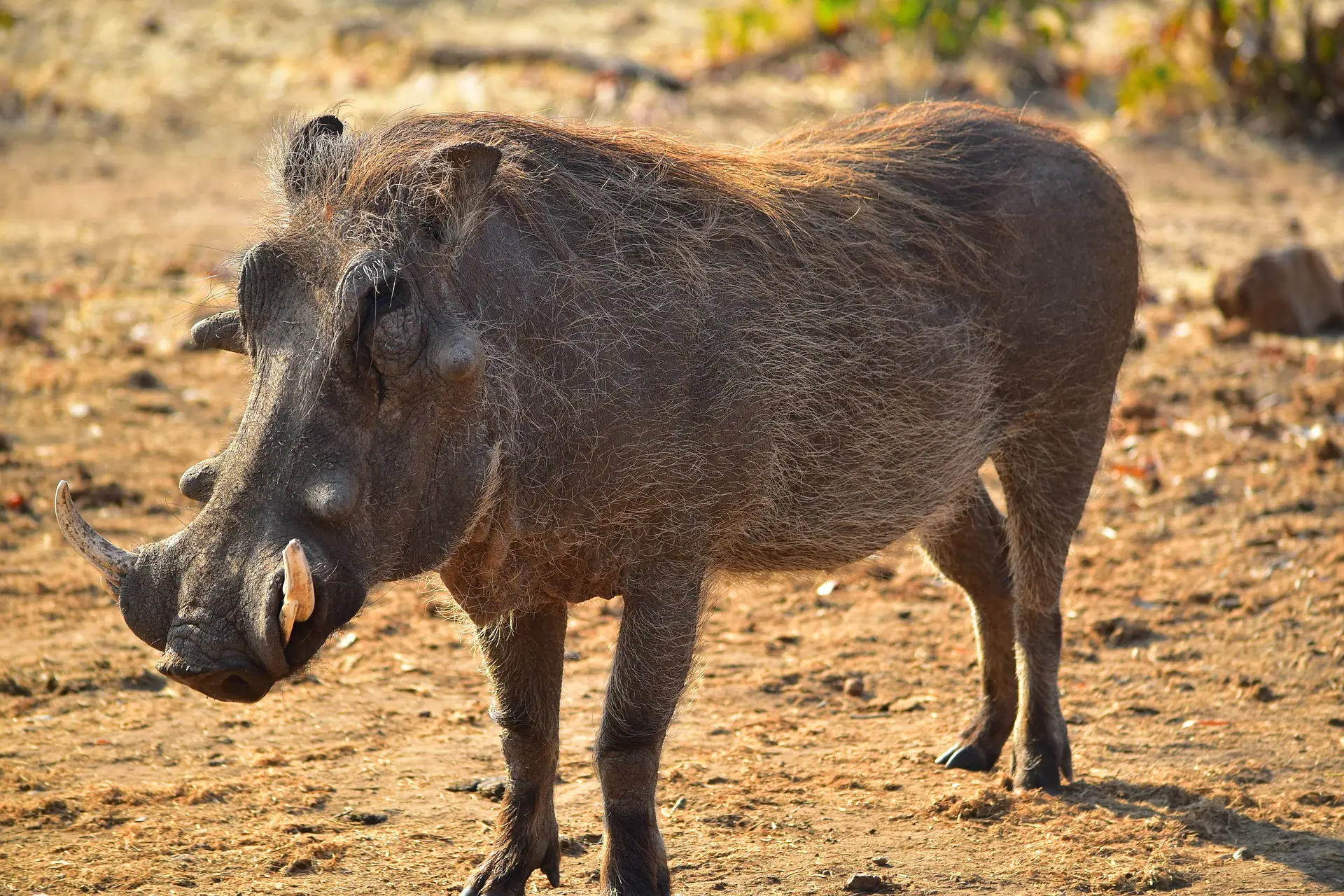 Kenya animals- warthog