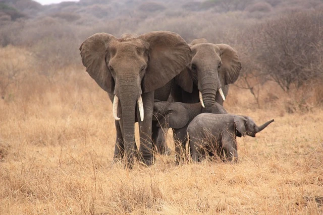 safari and Tanzania