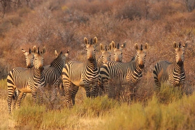 African safaris Kenya Tanzania